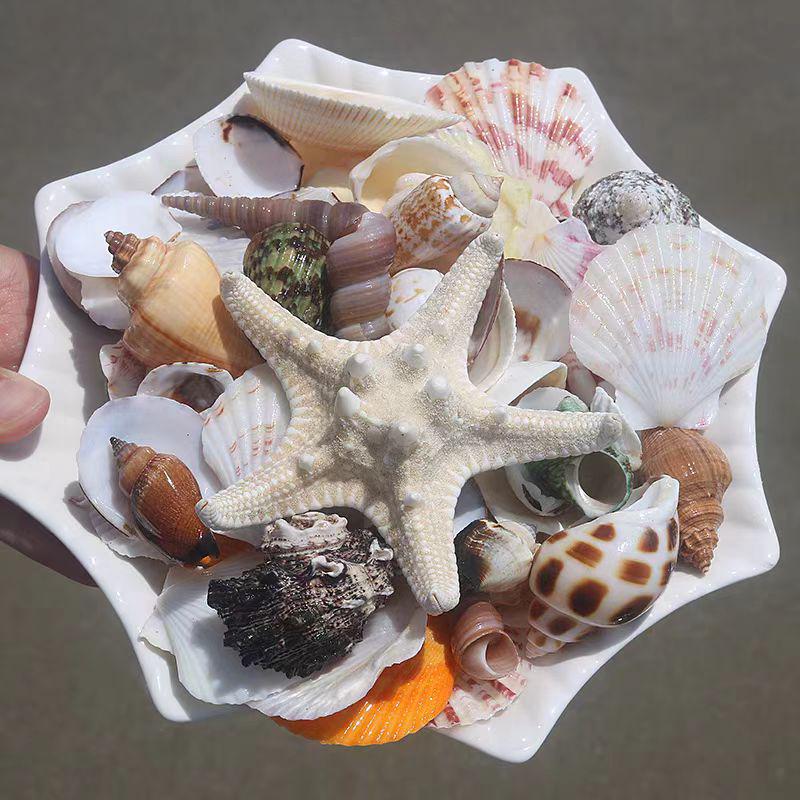 Handmade Seashell & Starfish DIY Photo Frame and Fish Tank Decoration