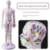 Medicine Acupuncture Acupoint Model Chart of Human Body Super Clear Body Twelve Meridians Human Shape Can Practise Small Skin People with Needles