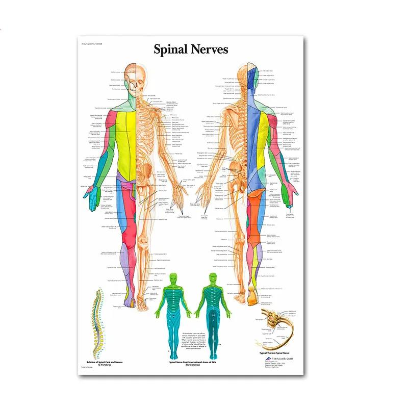 Muskuļu sistēmas plakāti un drukas Anatomijas