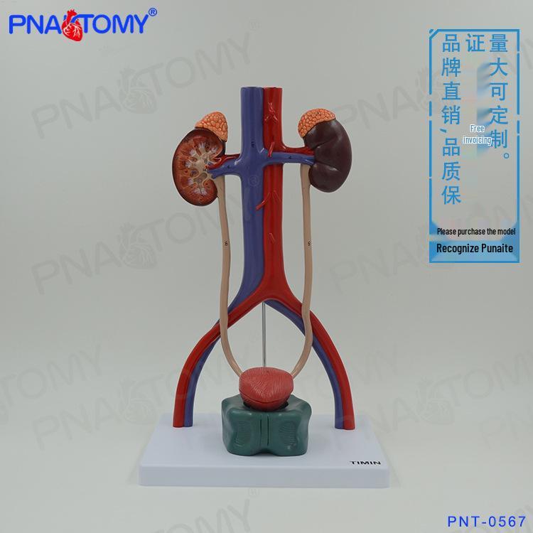 Human Urinary and Reproductive System Anatomical Model with Arteries and Veins 23 x 13 x 38 cm