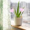 2Pcs Plant Glass Watering Globes Self Watering Globes Heart Shape Self Watering Bulbs Devices Plant Watering Bulbs