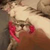 Face Massager Roller for Cat Silicone Massager Roller with Non-slip Grip