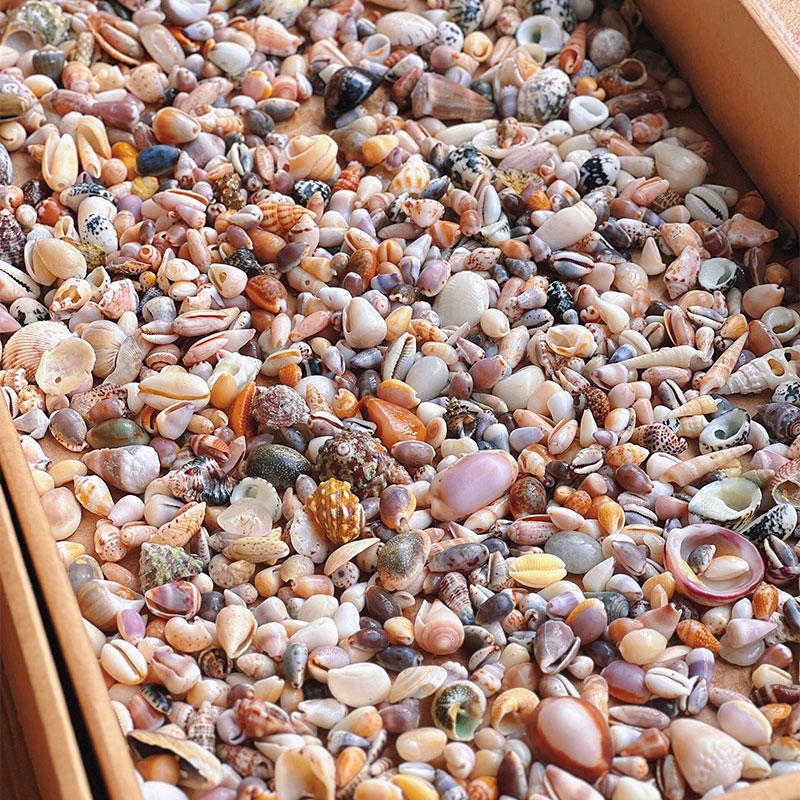 

Handmade Mini Seashell Ornaments for DIY Frames, Storage Boxes, Aquariums & Landscaping