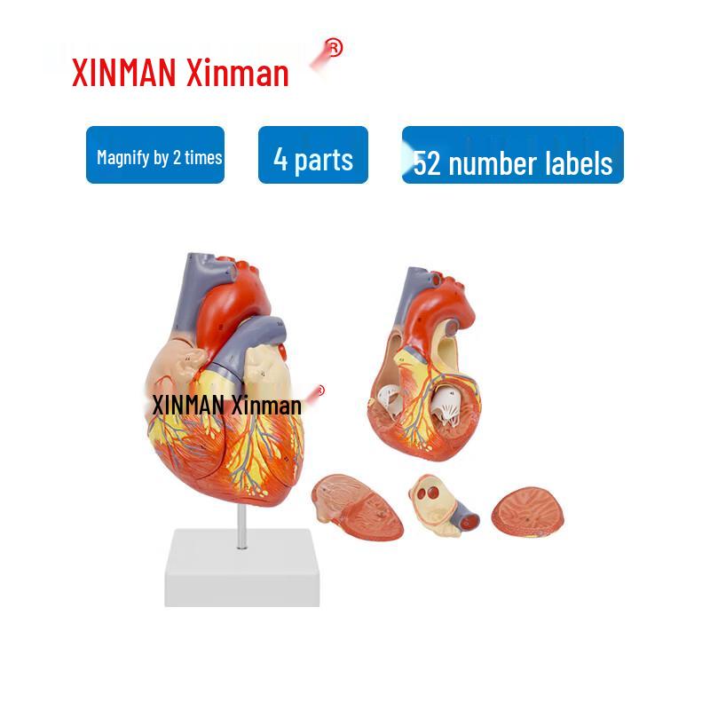 XINMAN Human Heart Anatomy Model