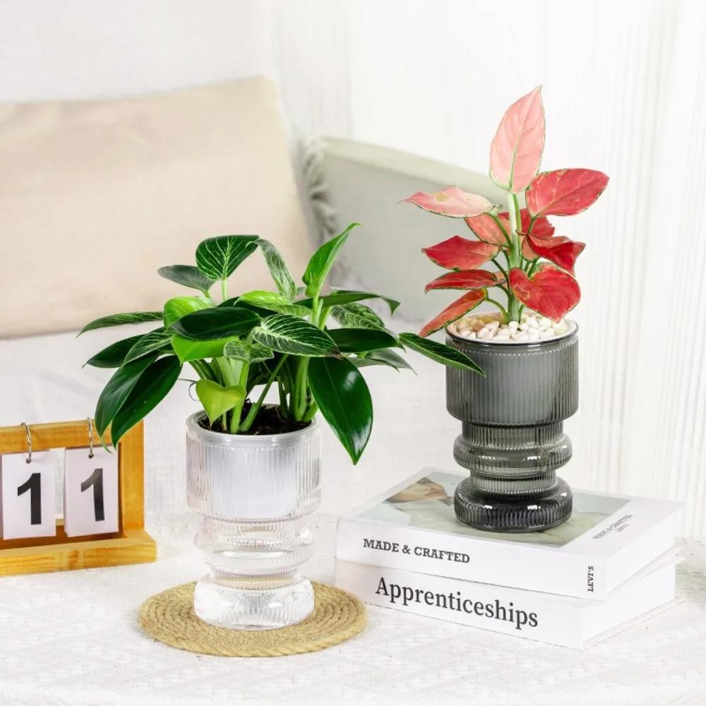 Creative Self Watering Hydroponic Plants Pot Plastic Removable Flowerpot Mini Succulent Planter Tabletop Vase