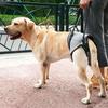 Convenient Dog Sling for Medium Large Dogs Back Support Dog Lift Harness for Injured Elderly Dogs Disabled Pet Supplies