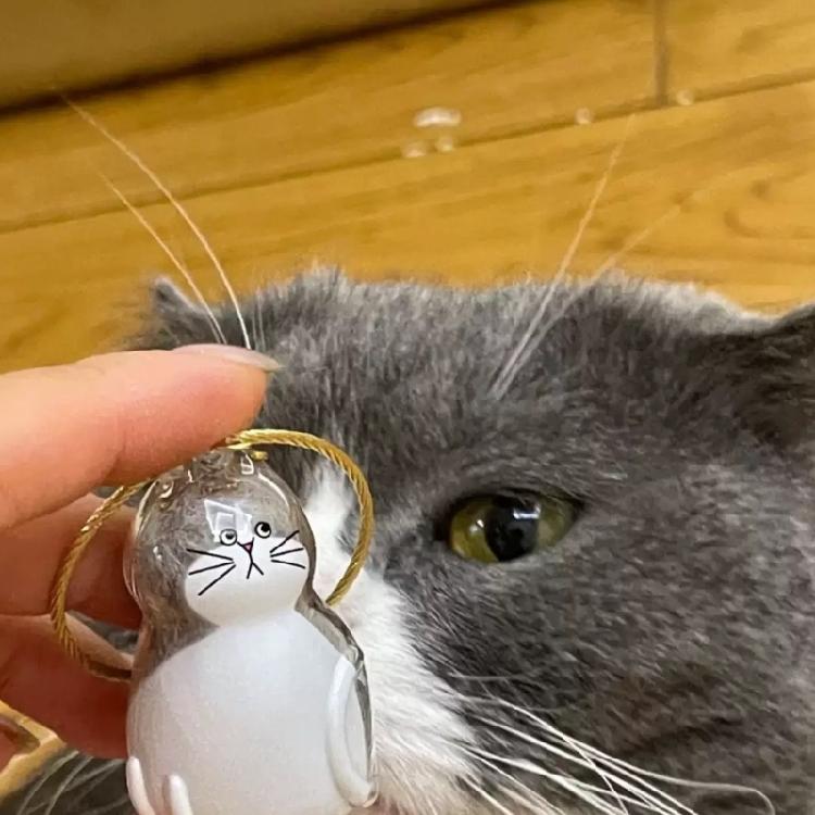 Safe Animal Shape Gift Box Visible Compartment Pet Hair Holders  Lovely Design Storage Box 6PCS