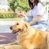Yousheng Haustierabwehrhalsband Effektiv Verstellbar Wasserdicht Bedruckt Anti-Floh-Zeckenhalsband für Kleine Mittlere Große Hunde Katzen Welpen Haustierbedarf