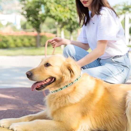 Yousheng Haustierabwehrhalsband Effektiv Verstellbar Wasserdicht Bedruckt Anti-Floh-Zeckenhalsband für Kleine Mittlere Große Hunde Katzen Welpen Haustierbedarf