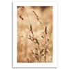 Canvas Print, Grass Nature Meadow