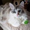 Colorful cat spring toy - suitable for indoor cats and kittens to play, chase, bite - interactive and rich toys, safe plastic