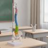 Anatomical Spine Teaching Model Sturdy for Classrooms, Teachers