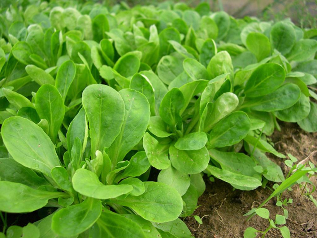 500 Cambrai Green Mâche Seeds - Vegetable Garden - Reproducible Peasant Seeds - Semi-Wild