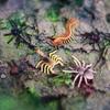Wildlife Simulation Set: Gray Wolf, Hedgehog, Red Fox, Tree Frog, Wild Boar, Chipmunk, White-tailed Deer - Perfect Christmas Gift