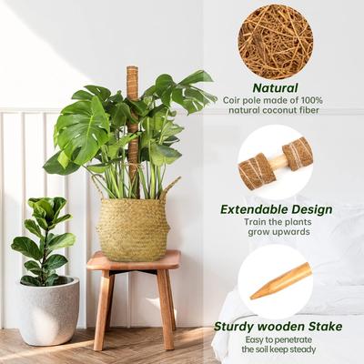 Moosstab, Pflanzenstange für Monstera, 30 cm, für Kletterpflanzen, Kokosfaser-Totem-Pflanzenstütze für Topfpflanzen im Innenbereich, trainiert Kletterpflanzen beim Aufwärtswachsen