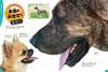 Dogs, Cats, and Pets (Gakken's Illustrated Encyclopedia LIVE)