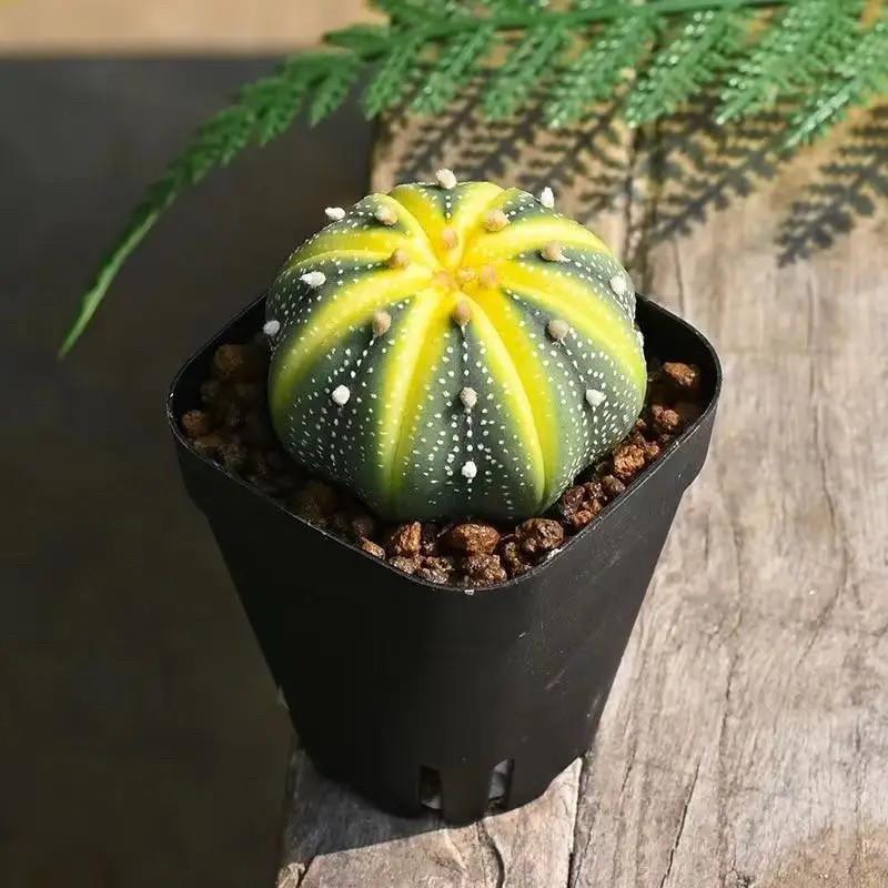 Indoor Flowering Cactus Succulent for Desk or Balcony