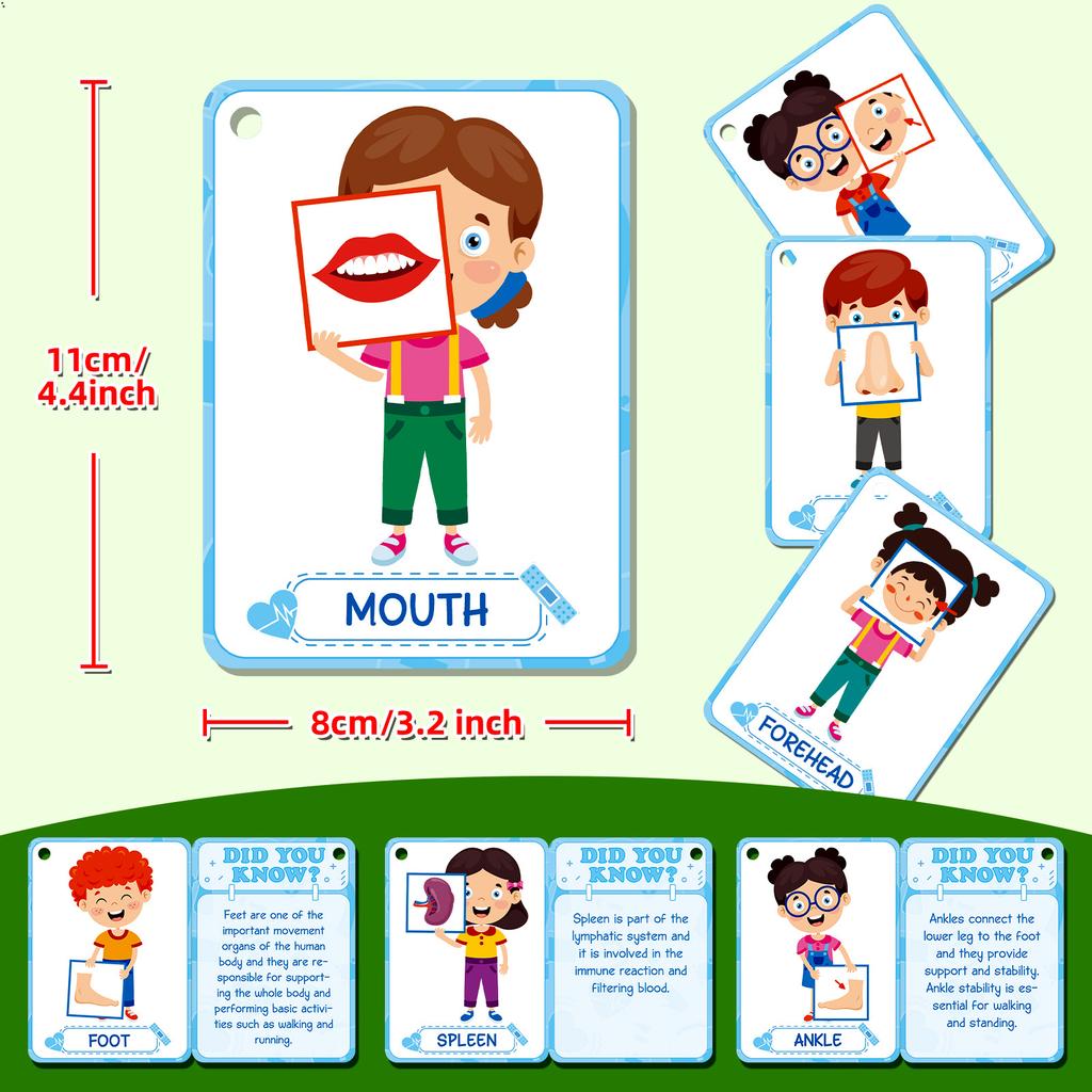Non-Toxic 36Pcs Body Parts Flash Card Early Education Picture Recognition English Flash Card Educational Toys For Children Kids