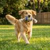 Rugby Shaped Dog Chew Toy Interactive Dog Teething Toys Pet Knot Toy  Dental Health Care