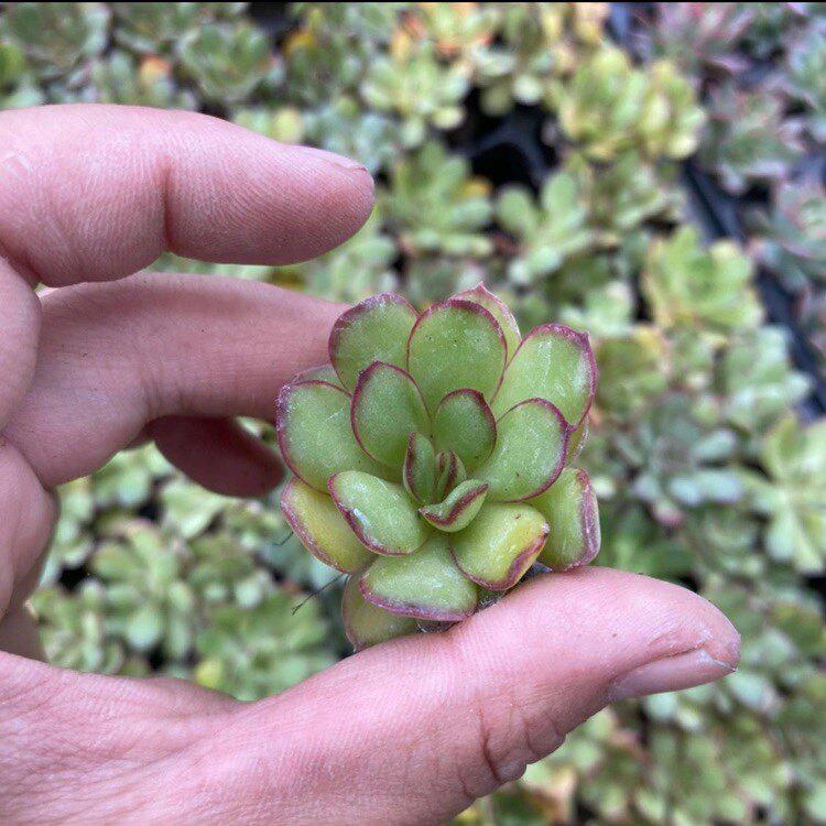 Lingyin Multi-Headed Succulent Planter: Creative Beginner's Office Plant for Radiation Protection