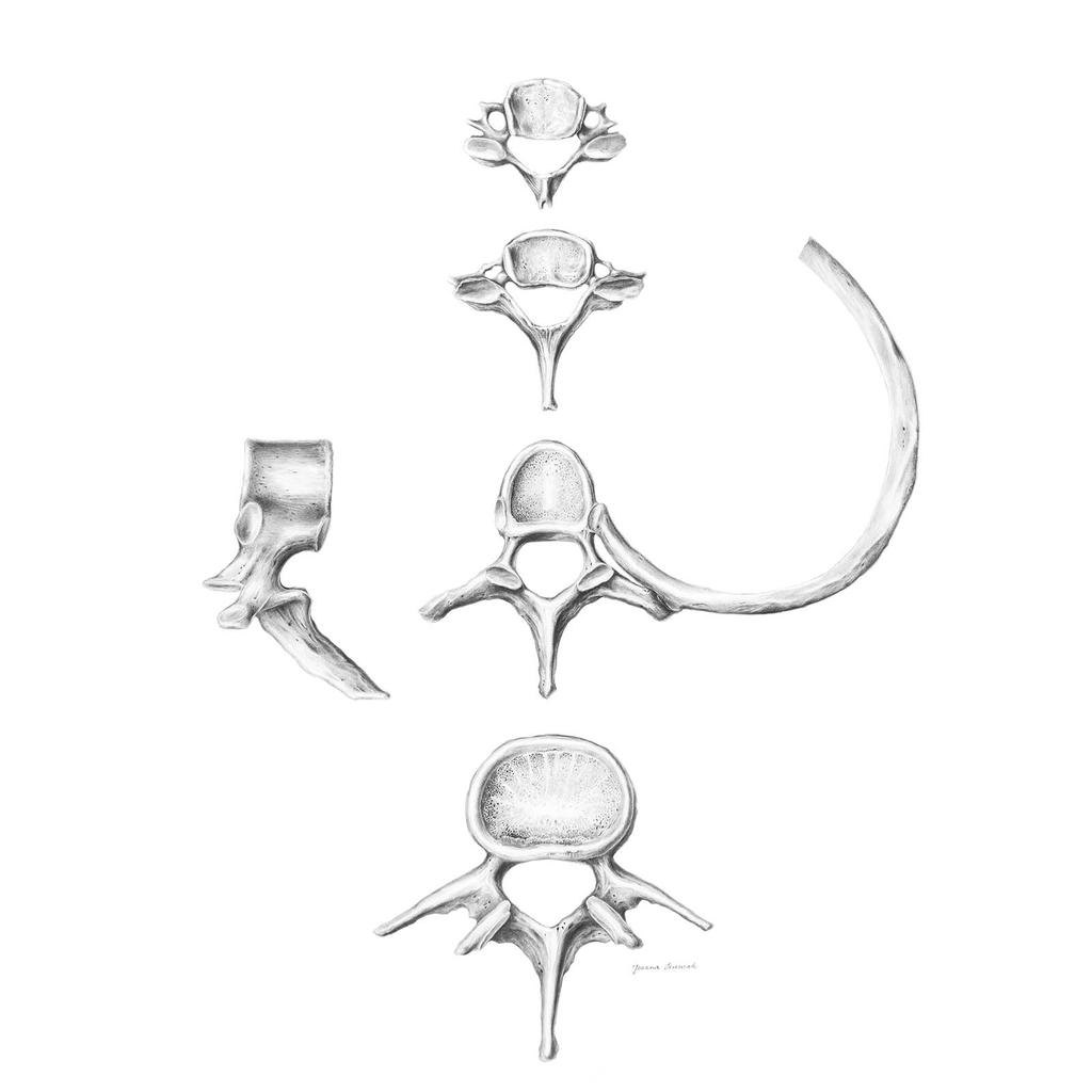 Kręgosłup W Szczegółach: Anatomia C6, C7, Th5 I L4 - Plakat Anatomiczny Kręgosłup W Szczegółach: Anatomia C6, C7, Th5 I L4 - Plakat Anatomiczny, 50X70