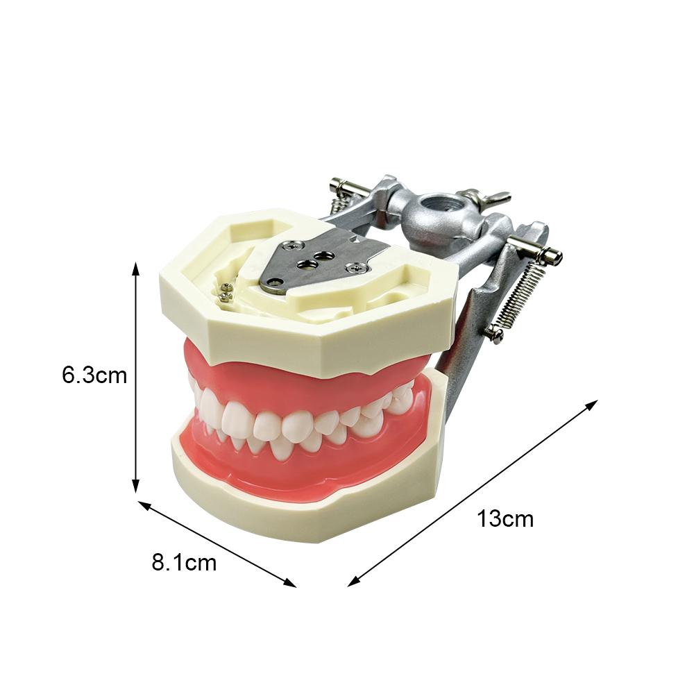 Child Dental Model 28/32 Teeth Model Soft Gum Resin Typodont DP Jaw for Dentist Practice Teaching Studying Demonstration Tools