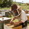 High Quality Beekeeper Hat Offering Superior Ventilation And Firm Hold For Extended Wear Outdoors