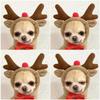 New cat pet clothes autumn and winter puppy dog teddy cat velvet hooded dog sweater supplies thickened and warm