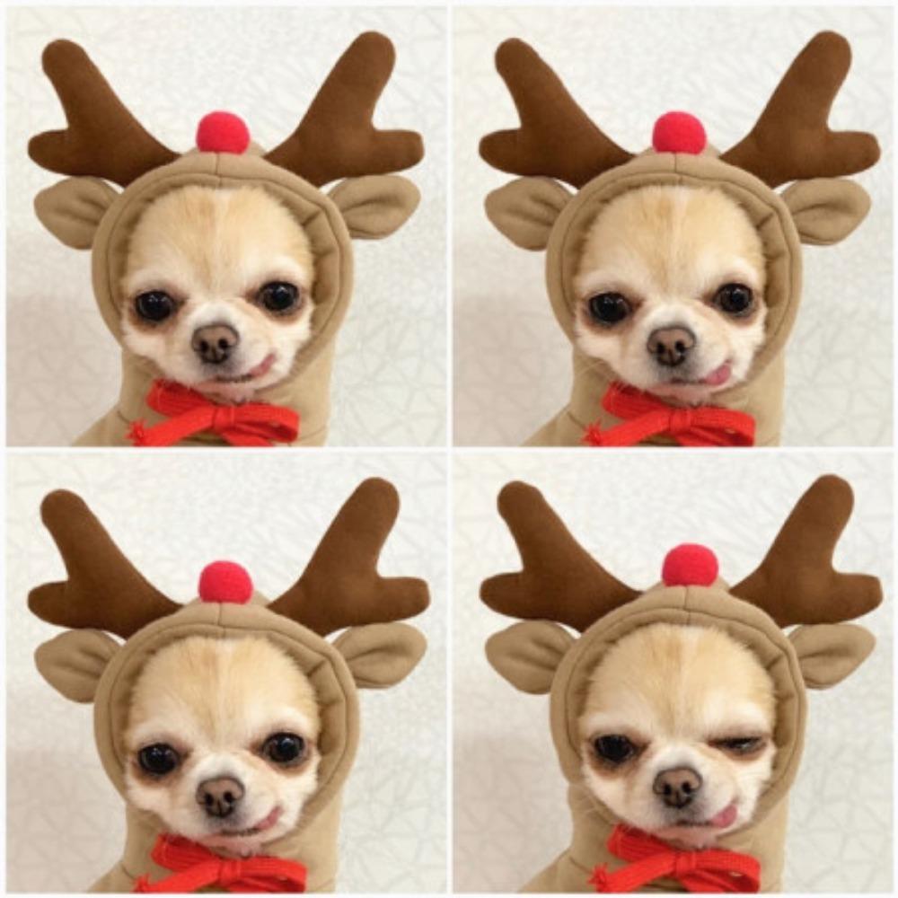New cat pet clothes autumn and winter puppy dog teddy cat velvet hooded dog sweater supplies thickened and warm