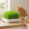 Anti-Pull Out Cat Grass Planter Plastic Wheat Seedling Pot Easy Grow Sprout Tray  Indoor Growing