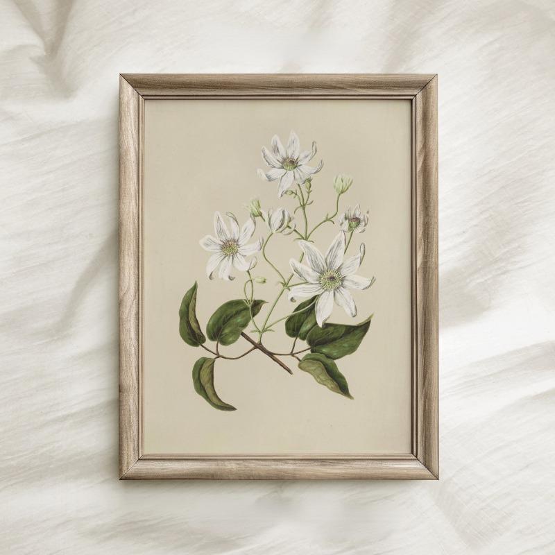 Vintage Beauty Style Botanical Flower Floral Gallery Art Poster Canvas Painting Wall Prints Picture for Living Room Home Decor