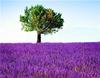 RUOPOTY Painting By Number Lavender Landscape Handpainted Unique Gift Picture Coloring By Numbers Balloon Children's Room Decor
