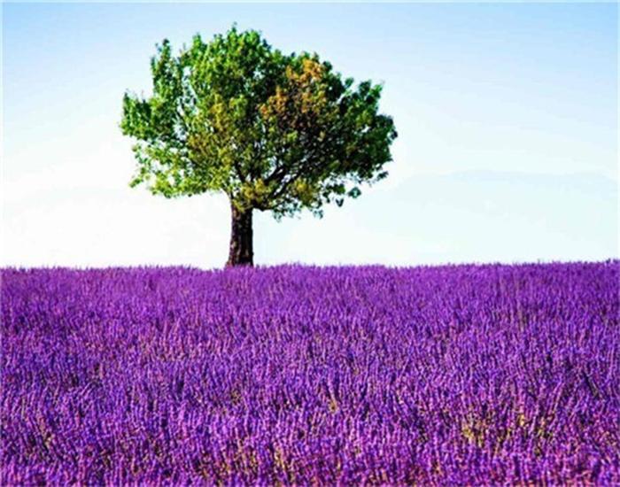 RUOPOTY Painting By Number Lavender Landscape Handpainted Unique Gift Picture Coloring By Numbers Balloon Children's Room Decor