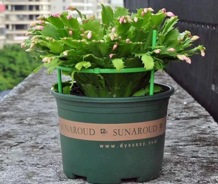 

Тримач садових рослин Тримач кільця Тримач садових рослин Садовий інструмент One Size зелений