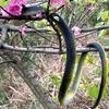 80CM Golf Snake Prank Leketøy Realistisk gummi Slange Modell Simulert Slange Erting Venner Vanskelige rekvisitter Barn Voksne Halloween Party Gag Gave