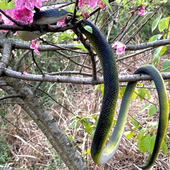 80CM Golf Snake Prank Leketøy Realistisk gummi Slange Modell Simulert Slange Erting Venner Vanskelige rekvisitter Barn Voksne Halloween Party Gag Gave