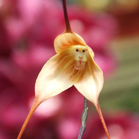 20Pcs Adorable Rare Monkey Face Orchid Seeds Garden Bonsai Flower Decor Spirited 20Pcs Adorable Rare Monkey Face Orchid Seeds Garden Bonsai Flower Decor Spirited