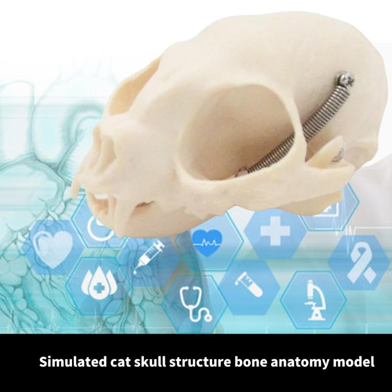 Katzenkopf Anatomiemodell Realistisches Katzenkopf Skelettmodell Tierschädel Anatomiemodell für Bildung Veterinärlehre