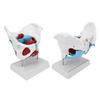 Pelvic Floor Anatomy Model Removable Colored Female Pelvis Model for Midwifery Teaching
