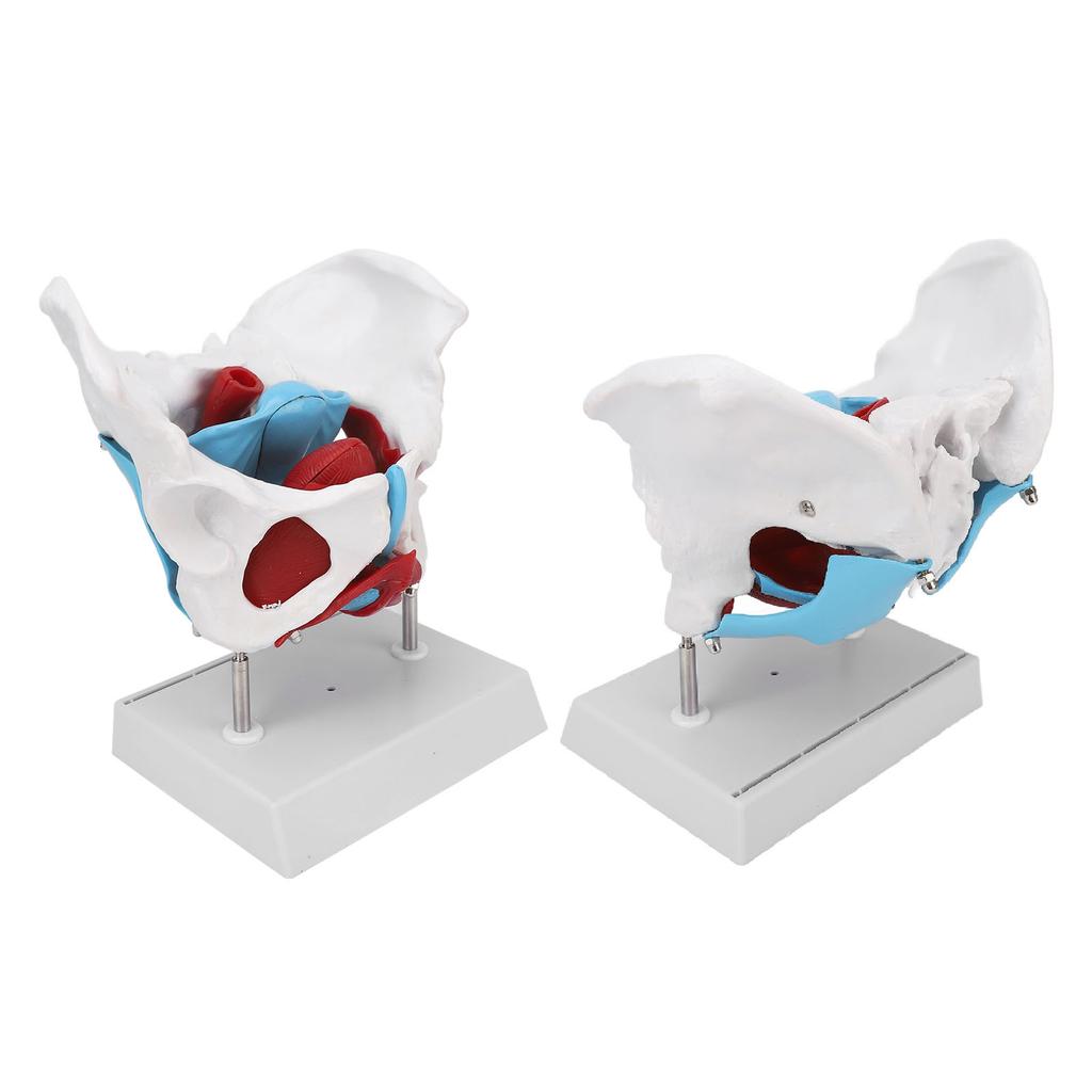 Pelvic Floor Anatomy Model Removable Colored Female Pelvis Model for Midwifery Teaching