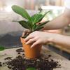 Plant Nutrient Stick Home Use Flower Green Potted Plant Growth Cultivation Flower Fruit Slow Release Nutrient Agent Wholesale