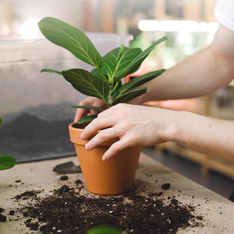 Plant Nutrient Stick Home Use Flower Green Potted Plant Growth Cultivation Flower Fruit Slow Release Nutrient Agent Wholesale