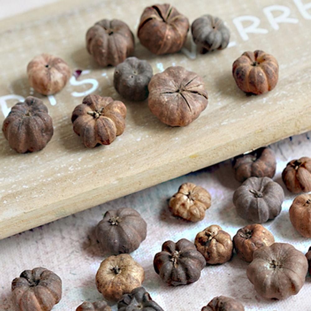 15pcs Dried Vegetables Dried Mini Pumpkins Dried Fruit Halloween Mini Pumpkins  Party Decoration