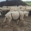 Anti Breeding Apron For Goats Sheep Breeding Control Apron With Adjustable Strap Anti Mating Apron Clothing For Goat