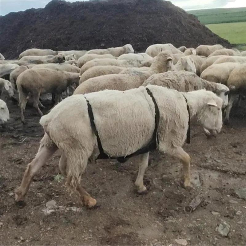 Anti Breeding Apron For Goats Sheep Breeding Control Apron With Adjustable Strap Anti Mating Apron Clothing For Goat