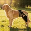 Adjustable Compression Dog Knee Brace Support Cover For Rear Leg Stability During Running Jumping And Play
