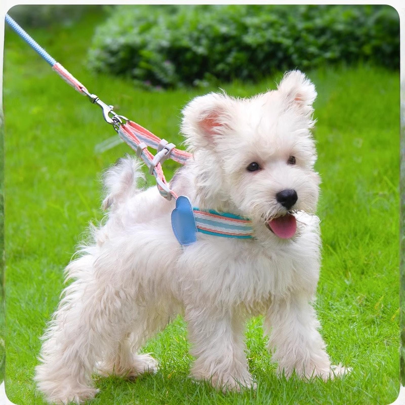 

Жилет-поводок для собаки: Дофамин для мелких и средних собак (Тедди/Бишон) L