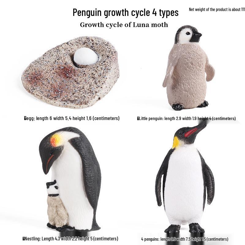 Frog Life Cycle Model Set: Tadpole to Frog Educational Toys for Kids