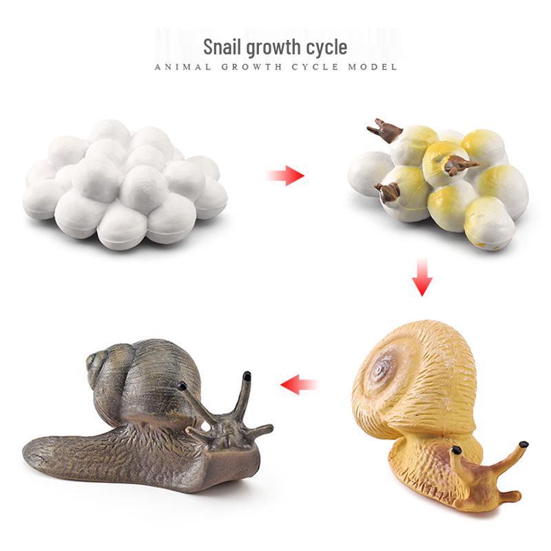 Animal Growth Cycle Models: Chicken, Duck, Goose, Butterfly, Turtle, Frog Montessori Teaching Figurines
