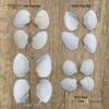 Natural White Shell Mediterranean Wall & Floor Conch Stickers